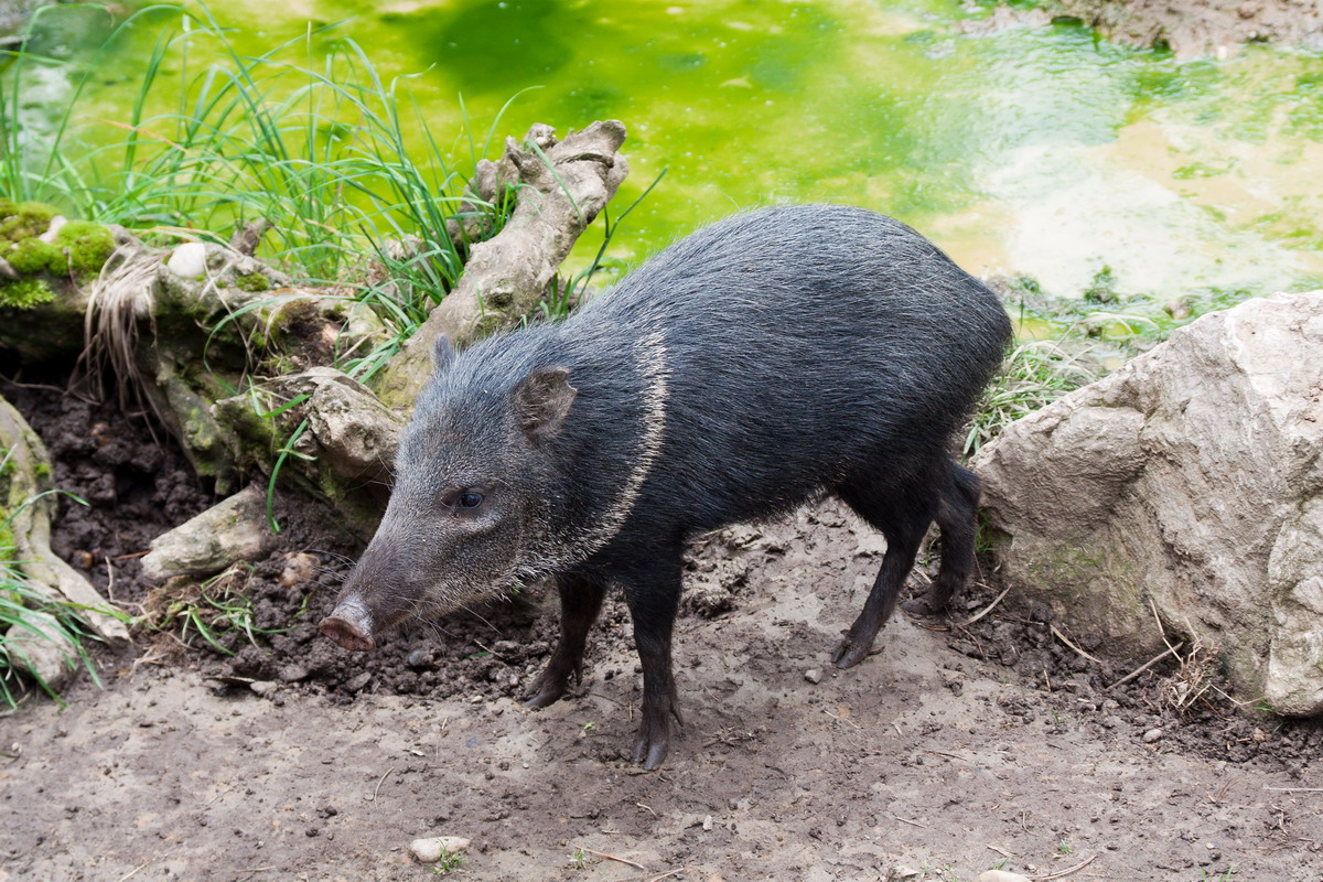 pekari.jpg