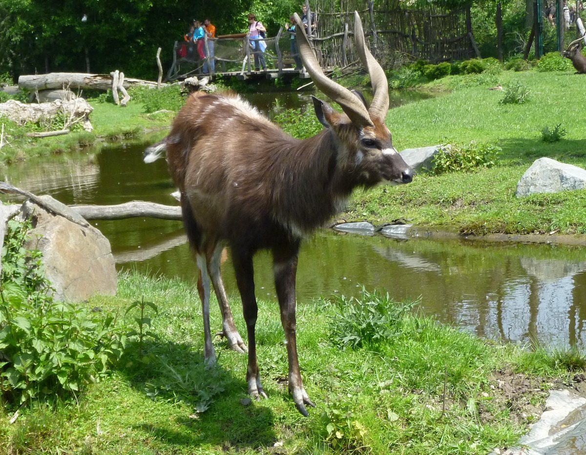 sitatunga2.jpg