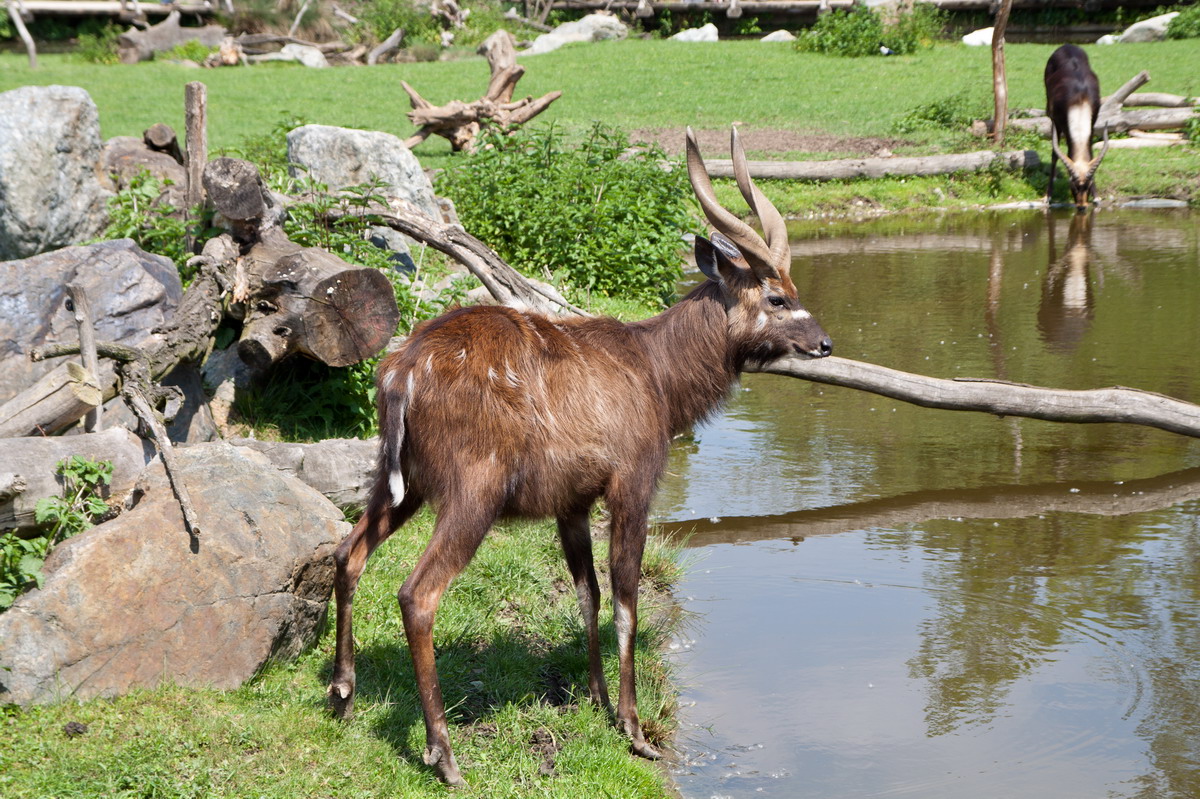 sitatunga.jpg