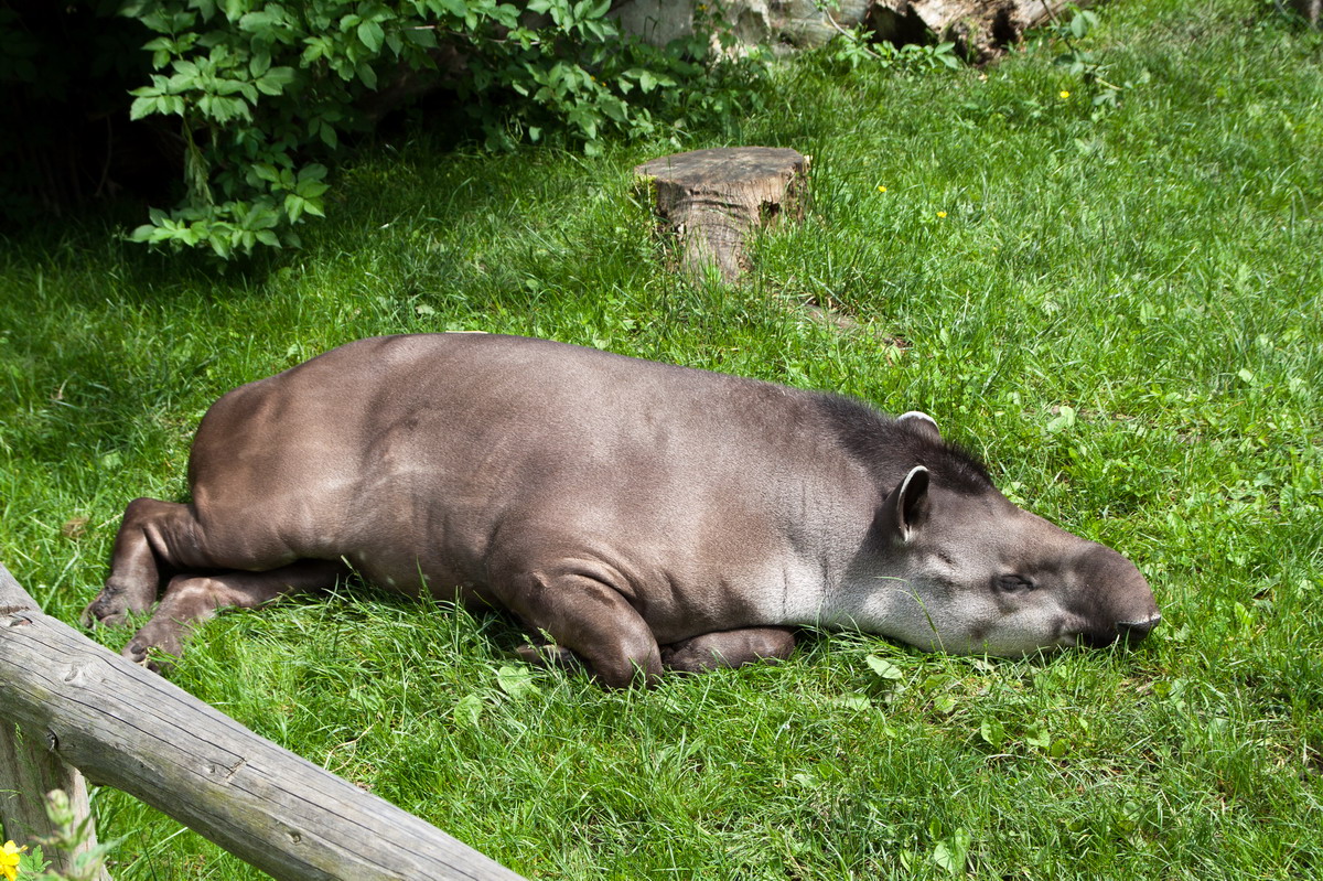 tapir.jpg