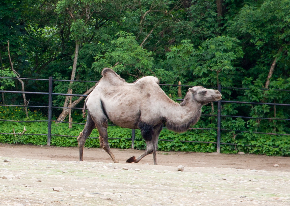 velbloud1.jpg