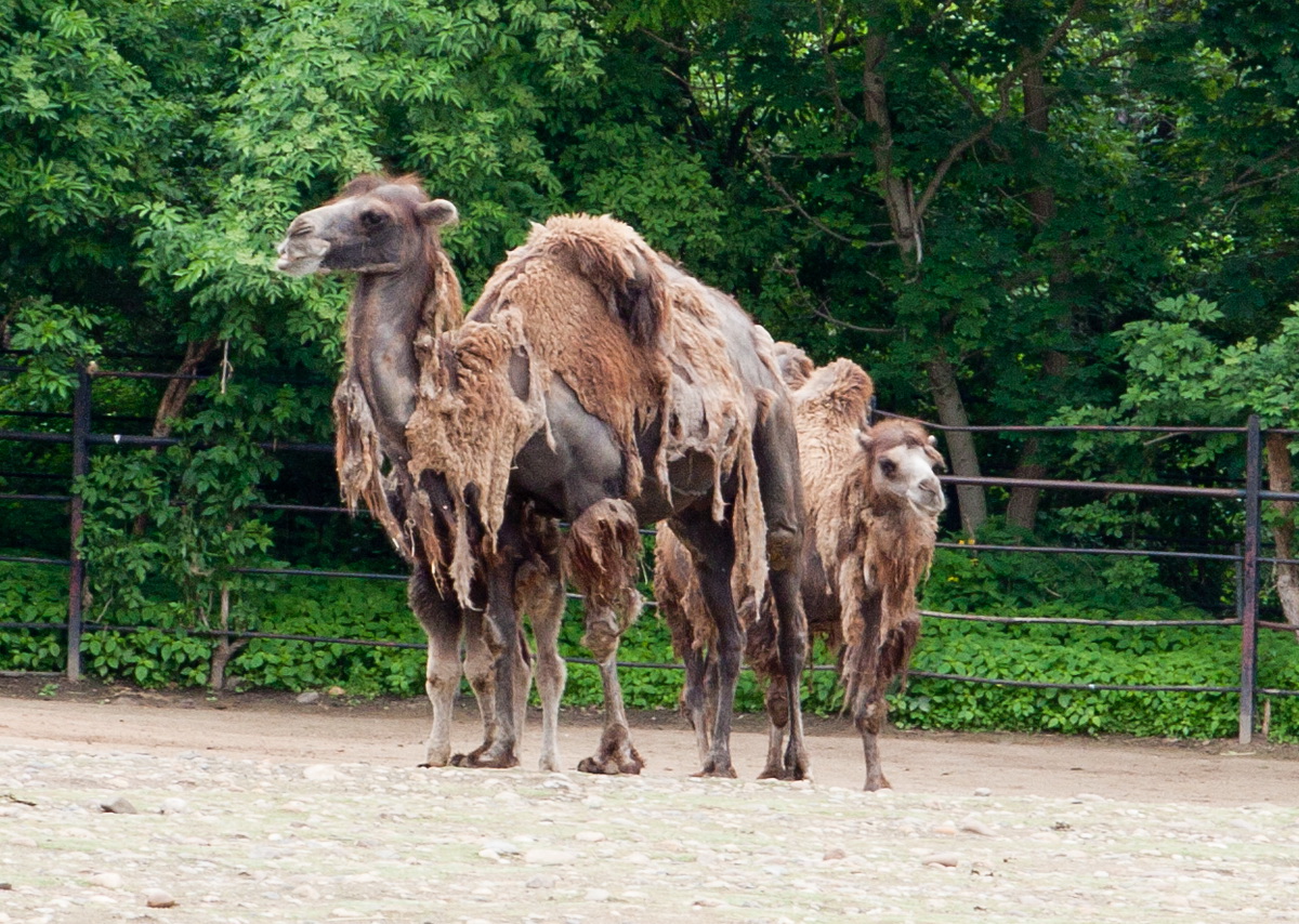 velbloud2.jpg