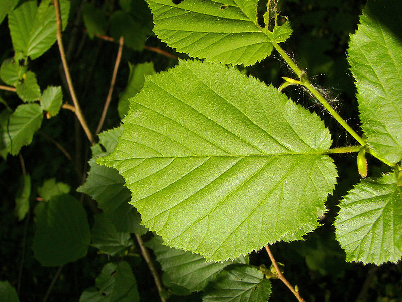 800px-Corylus_avellana_001.jpg