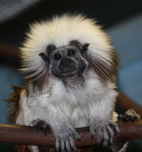 558px-Cottontop_Tamarin_12.jpg
