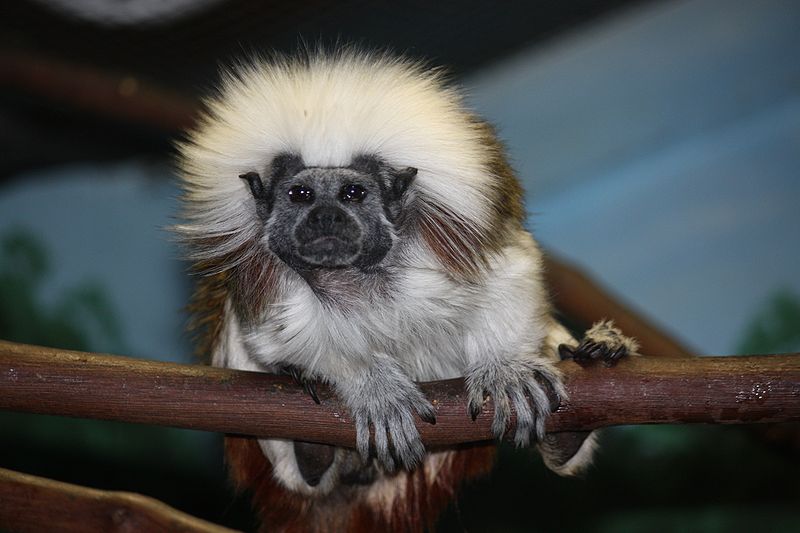 800px-Cottontop_Tamarin_13.jpg