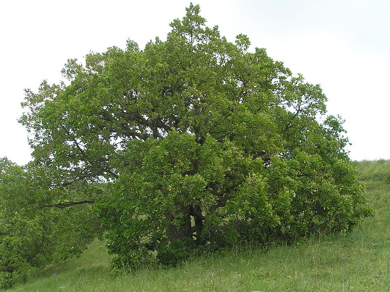800px-quercus-pubescens1.jpg