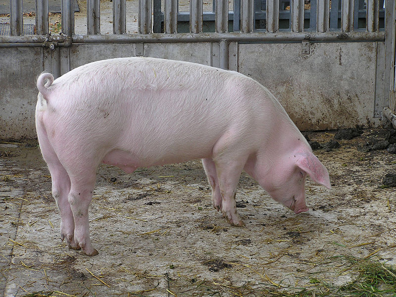 800px-sus-scrofa-scrofa.jpg