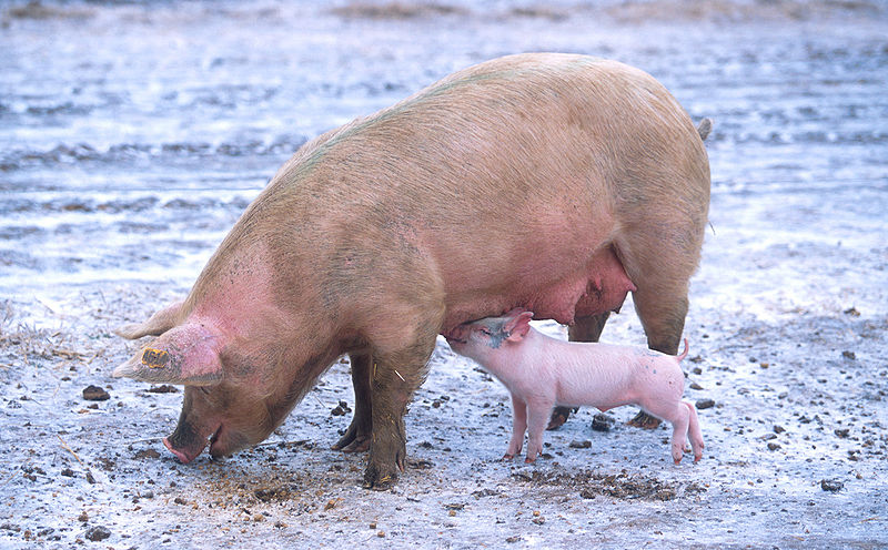 800px-sow-with-piglet.jpg