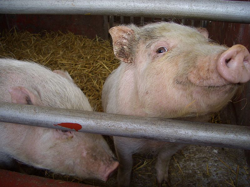 800px-2pigs.jpg