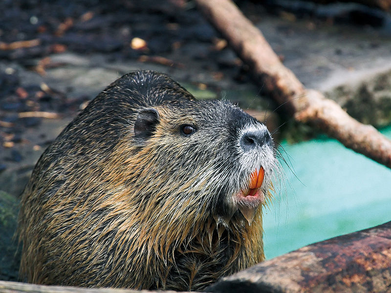 800px-myocastor-coypus-nutria-biberratte.jpg