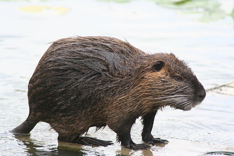 800px-myocastor-coypus-ragondin.jpg