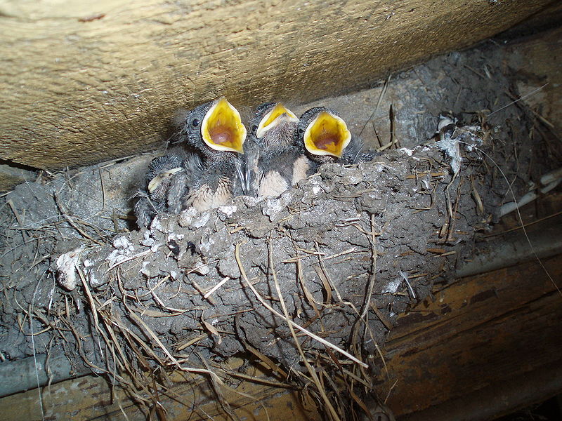 800px-nest-huiszwaluw.jpg