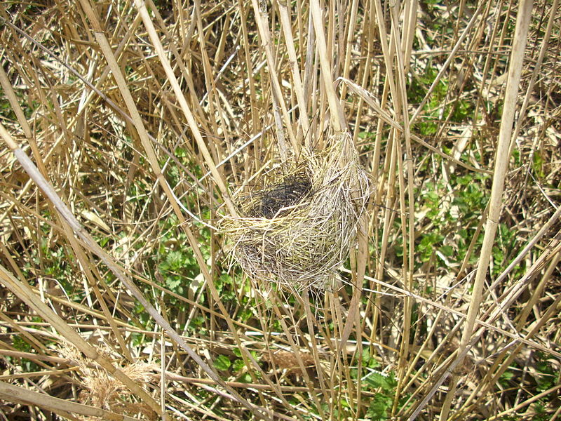 800px-nest-of-reed-warbler.jpg
