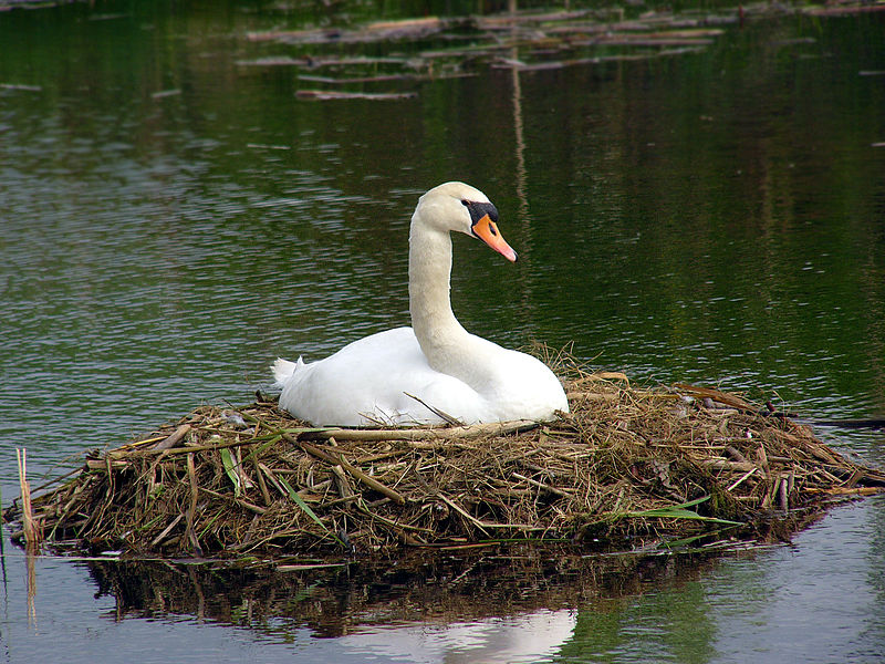 800px-cygnus-olor-nest.jpg