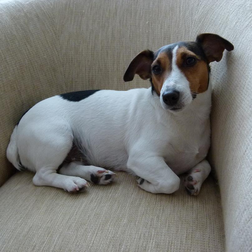 jack-russell-terier-001.jpg