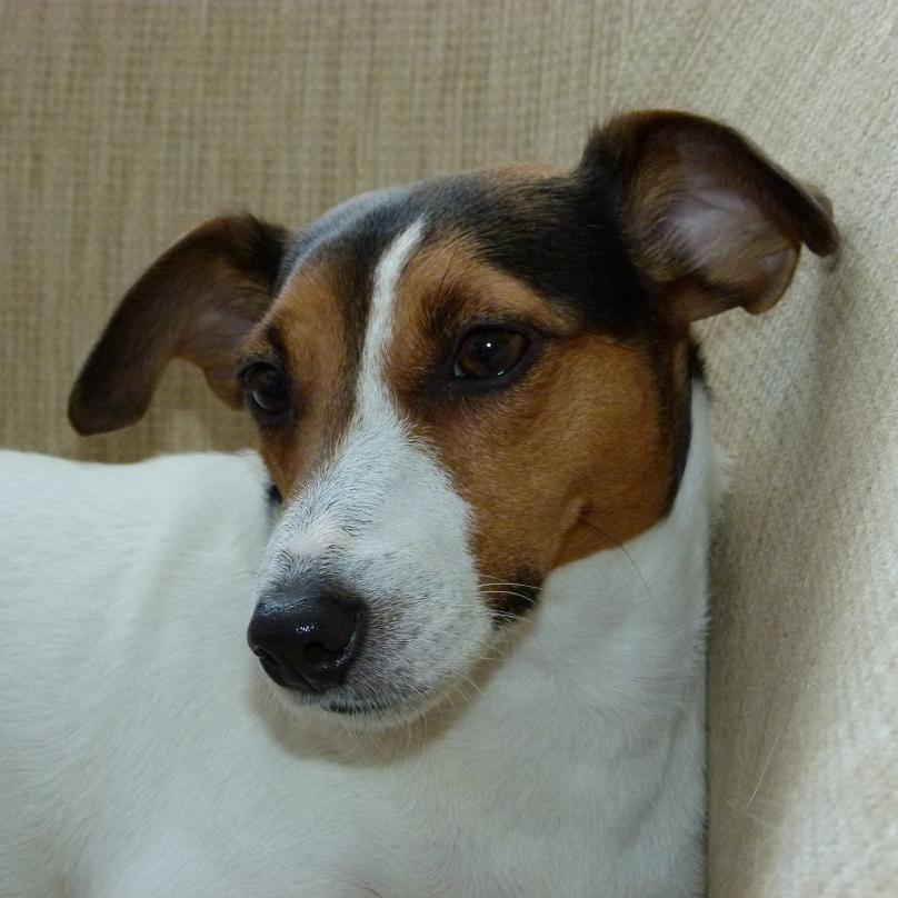 jack-russell-terier-002.jpg