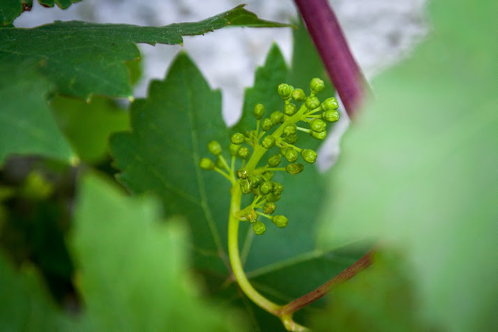 vinomp.jpg