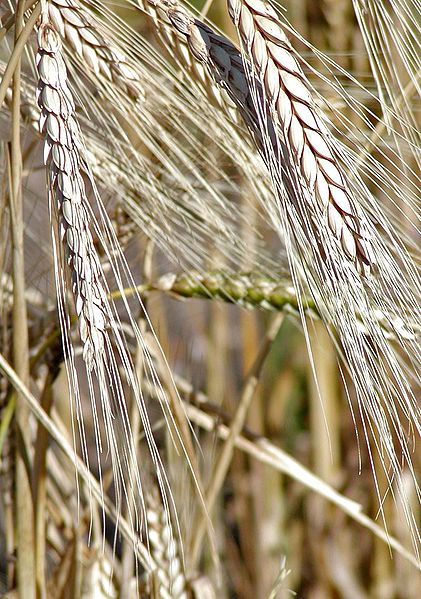 421px-Triticum_turgidum_2.jpg