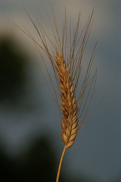 398px-Triticum_polonicum_L_7.jpg