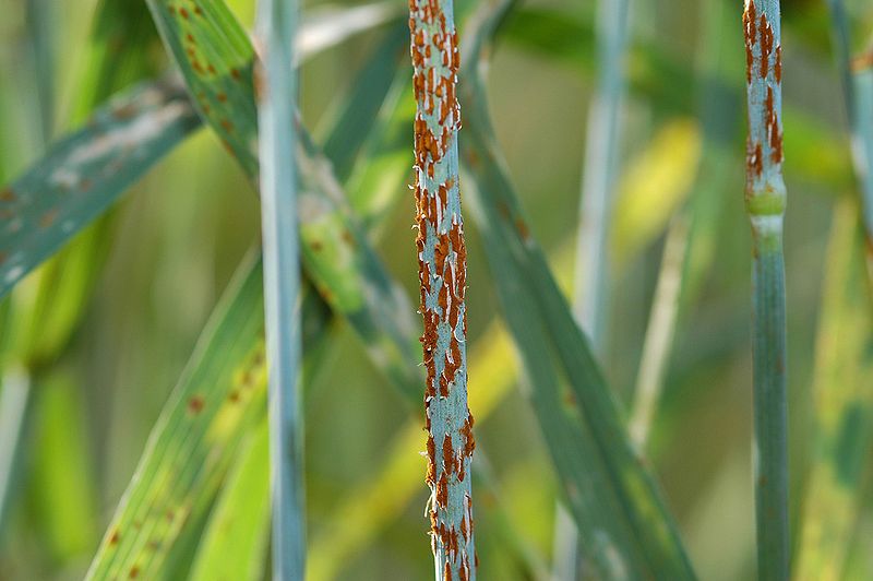 800px-Stem_rust_close_up.jpg