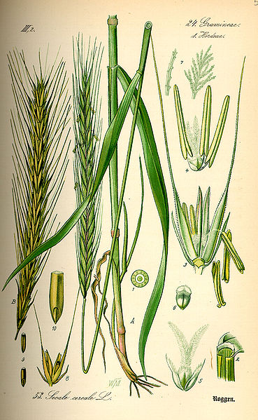 369px-Illustration_Secale_cereale0.jpg