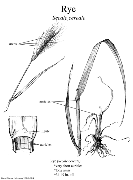 Rye_USDA.png