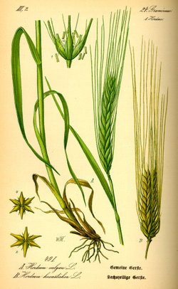 250px-Illustration_Hordeum_vulgare0.jpg