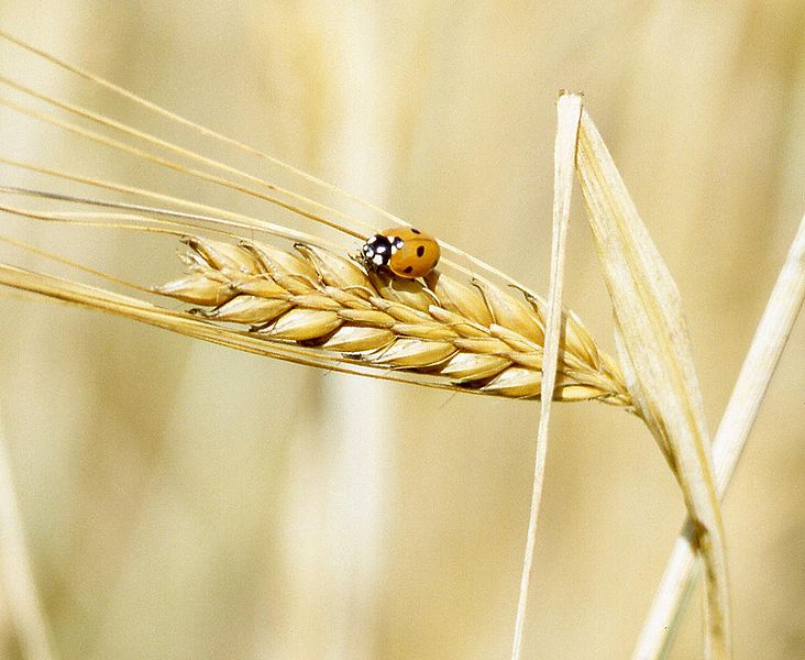 732px-A_lady_beetle_perches_on_barley.jpg