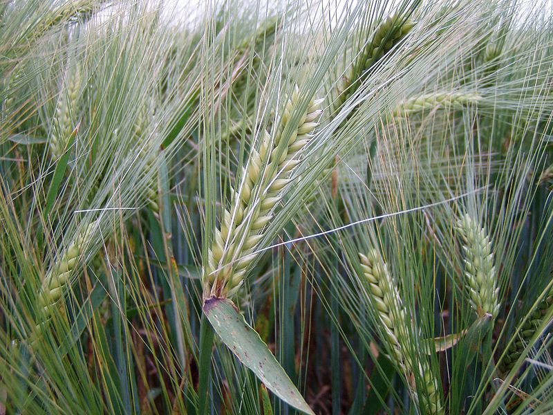 800px-Escourgeon-Hordeum_vulgare_subsp__vulgare.jpg