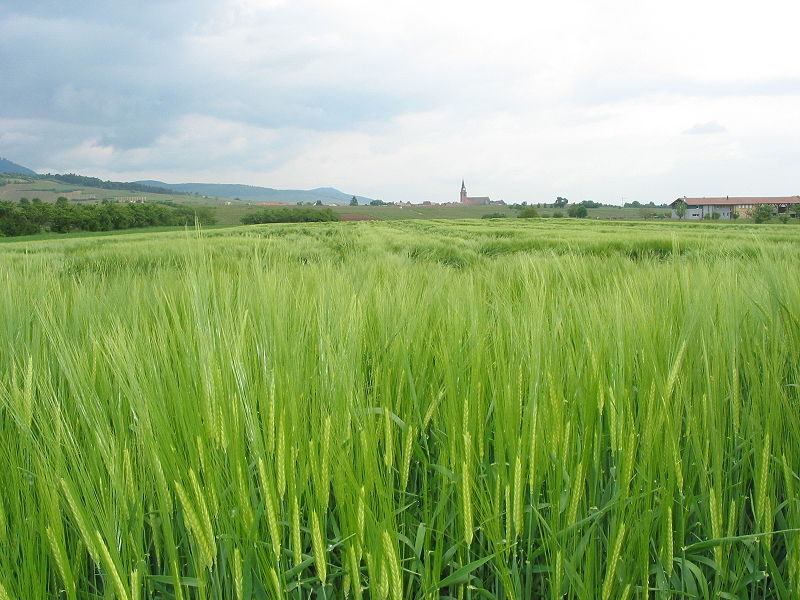800px-Gerstegruen.jpg