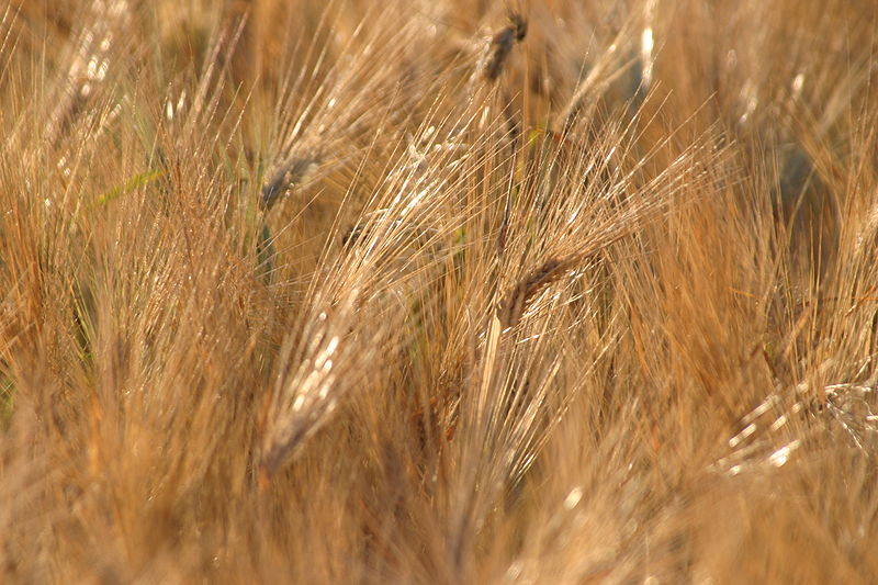800px-Hordeum_vulgare.jpg