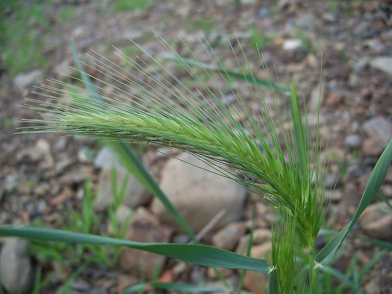800px-Hordeum_vulgare-1.jpg