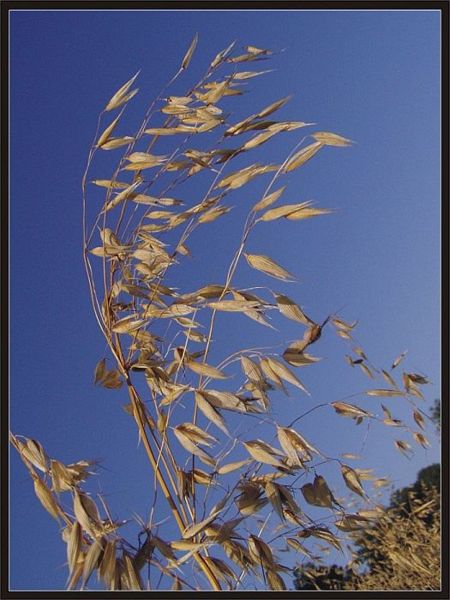450px-Avena_sativa55.jpg