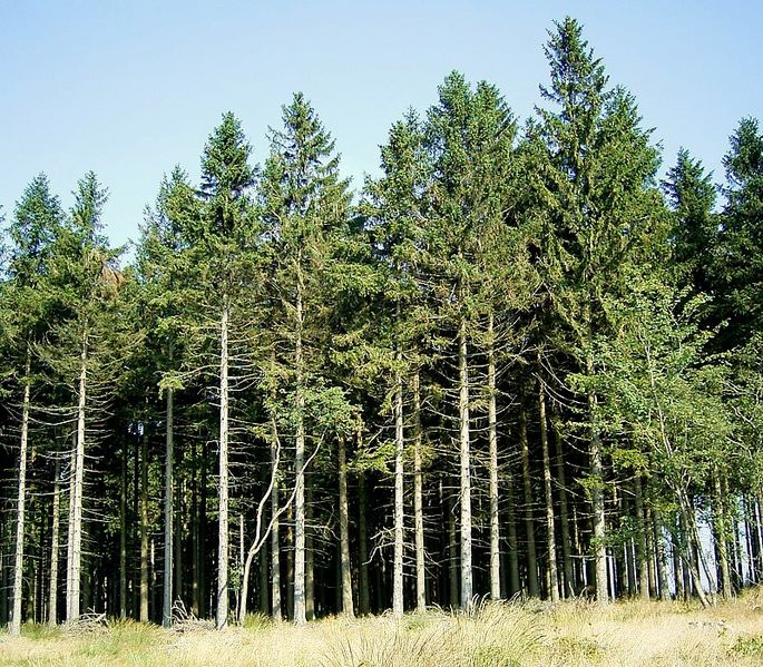 685px-Picea_abies_11_ies.jpg