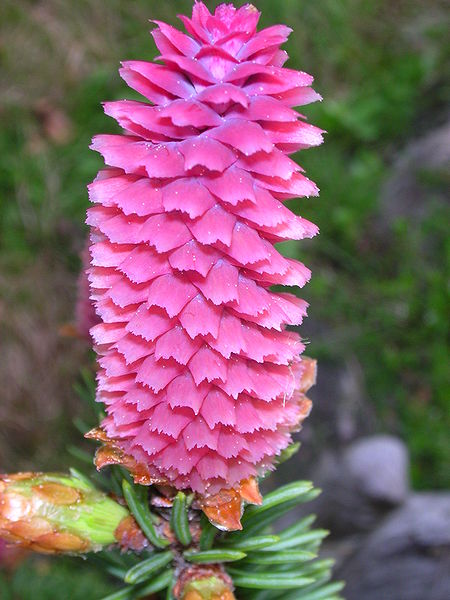 450px-Picea_abies_female_flower.jpg