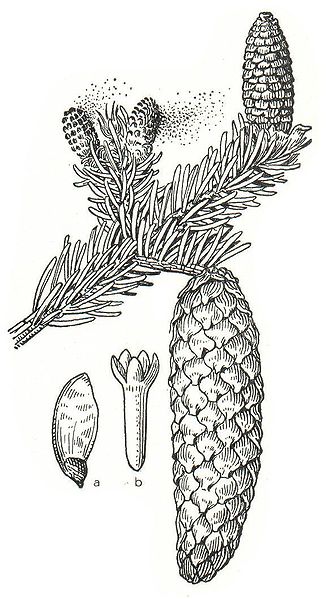 326px-Picea_abies_Meyers.jpg