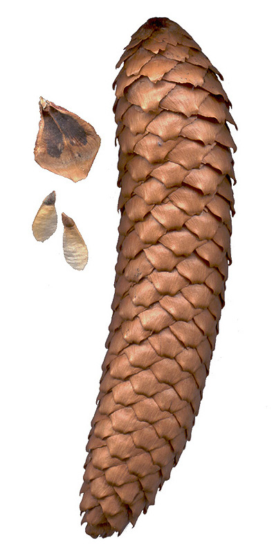 Picea_abies_cone.jpg