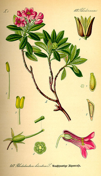 344px-Illustration_Rhododendron_hirsutum0.jpg