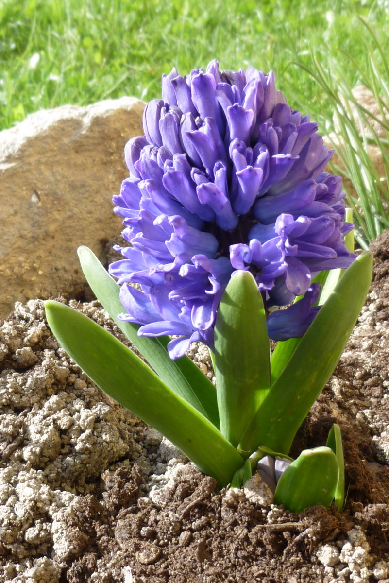 hyacint1.jpg